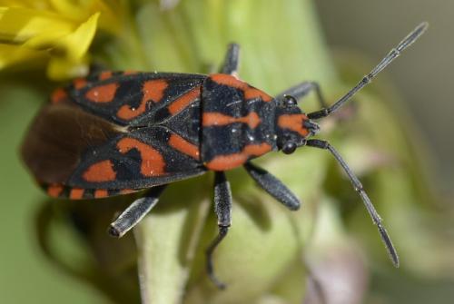 Réf. 205 241 : Spilostethus saxatilis